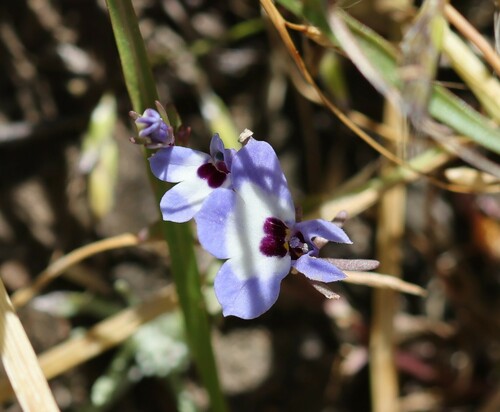 Image of Downingia concolor by (c) nmoorhatch, some rights reserved (CC BY)