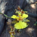 Trichocentrum cebolleta - Photo (c) Flor Diaz, some rights reserved (CC BY-NC), uploaded by Flor Diaz