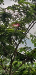 Calliandra pittieri