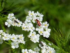 Pelonides quadrinotata
