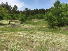 Valerianella nuttallii