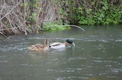 Anas platyrhynchos domesticus