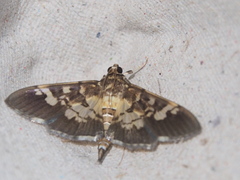 Uresiphita quinquigera