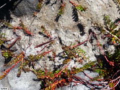 Laurembergia repens