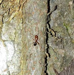 Myrmentoma