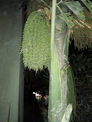 Arecaceae