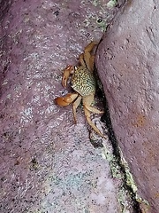 Geograpsus lividus