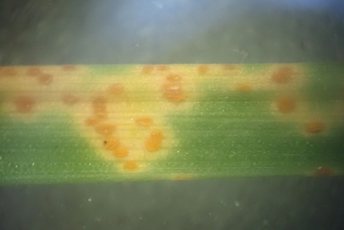 Puccinia brachypodii