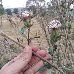 Lagascea rigida rigida