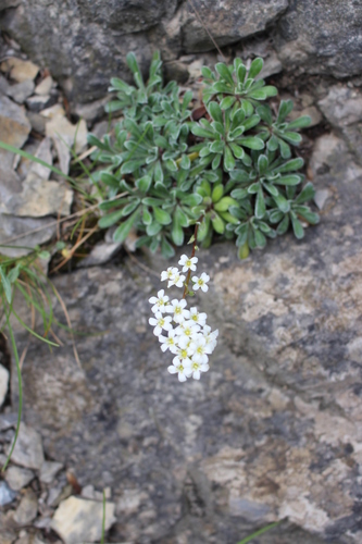 Saxifraga cochlearis 2