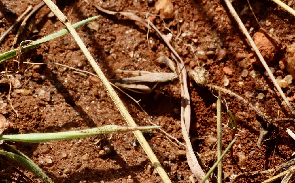 Hadrolecocatantops kissenjianus