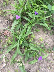 Tradescantia ernestiana