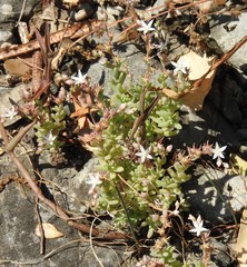 Sedum diffusum