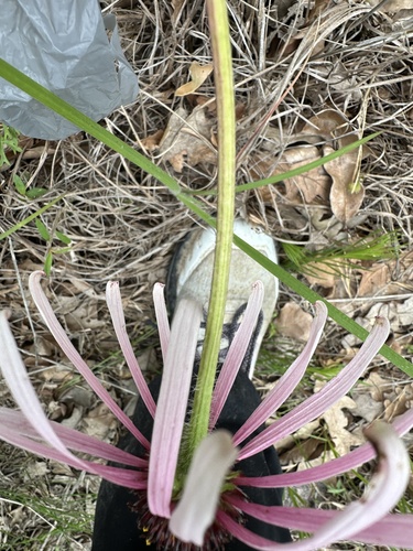 Sanguin purple coneflower (Echinacea sanguinea)
