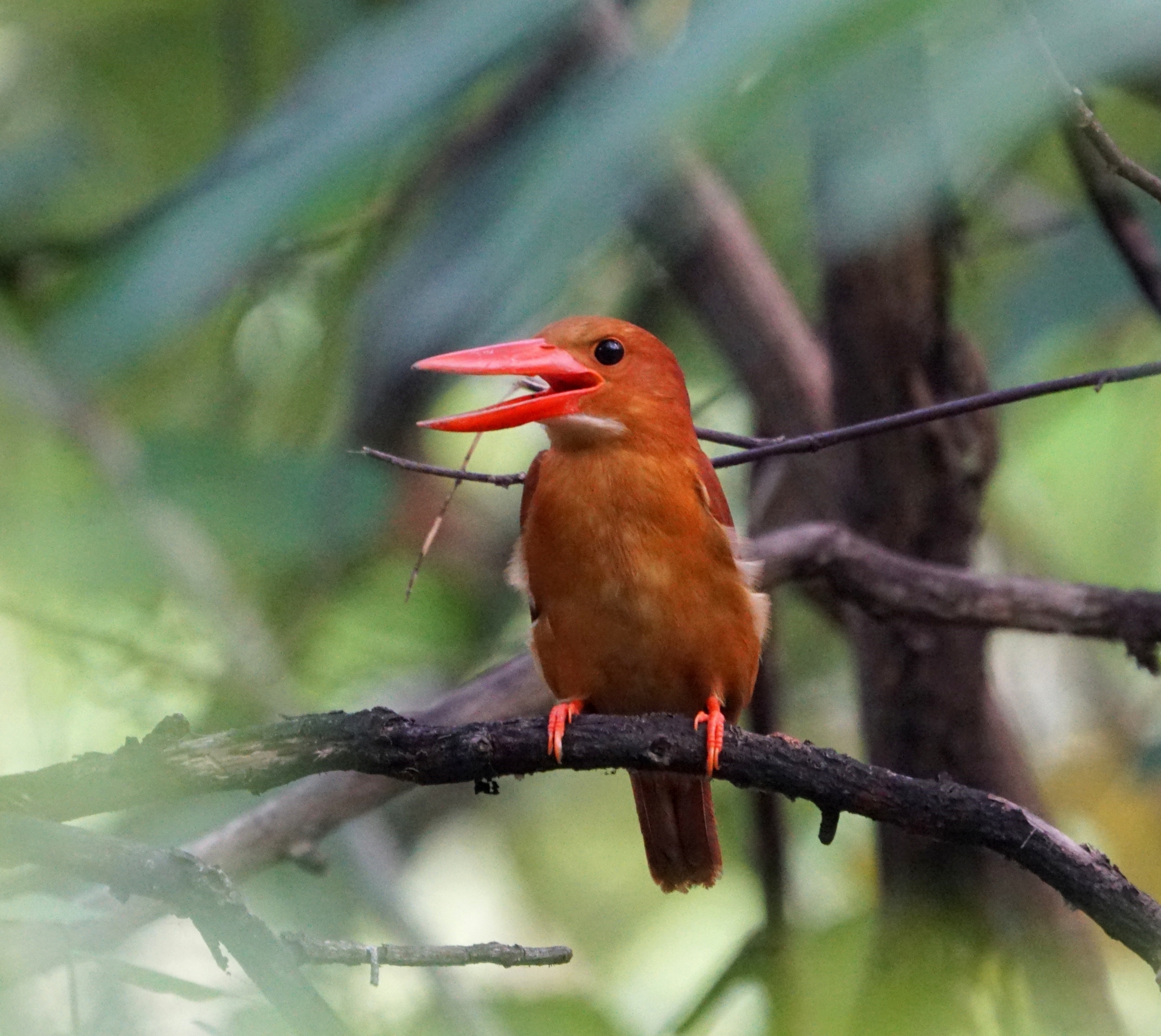 Ruddy Kingfisher illustration