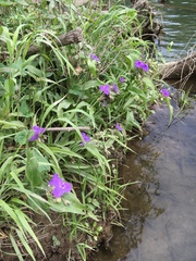 Tradescantia ernestiana