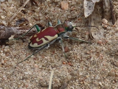 Cicindela lengi
