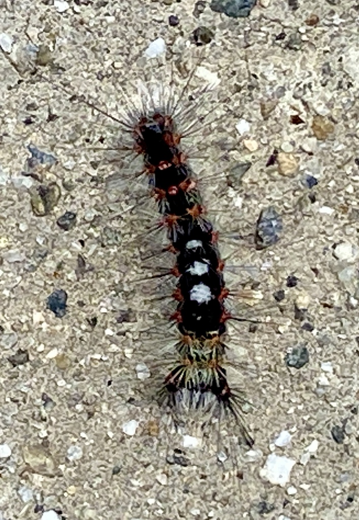 Western Tussock Moth from Aliso Viejo, CA, USA on April 18, 2024 at 01: ...