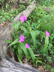 Tradescantia ernestiana
