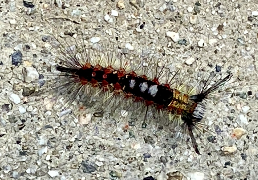 Western Tussock Moth from Aliso Viejo, CA, USA on April 18, 2024 at 01: ...