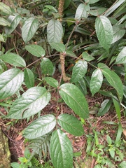 Aralia armata