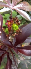 Jatropha gossypiifolia image