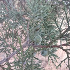 Juniperus deppeana deppeana