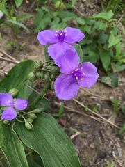 Tradescantia ernestiana