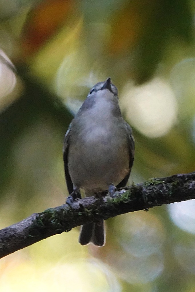 Cassin's Vireo from San Andreas Trail, Sanborn County Park, Santa Clara ...