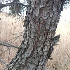 Juniperus deppeana deppeana