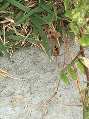 Coccinella septempunctata