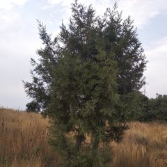 Juniperus deppeana deppeana