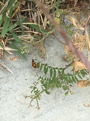 Coccinella septempunctata