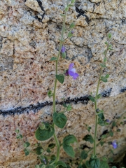 Sairocarpus nuttallianus