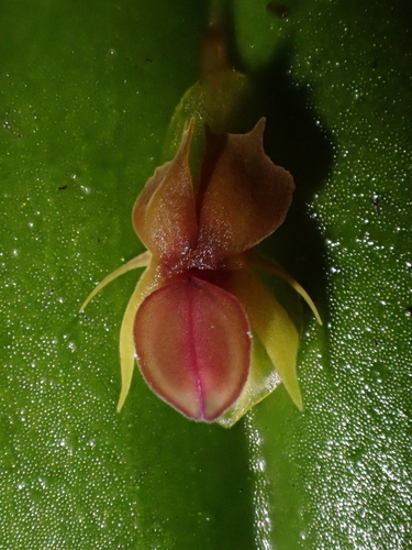 Image of Lepanthes mucronata by (c) Nolan Exe, some rights reserved (CC BY)