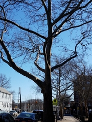Platanus occidentalis