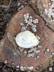 Cumingia californica