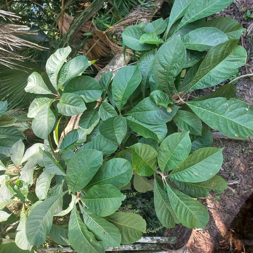 Entireleaf Spiritweed (Aegiphila integrifolia)