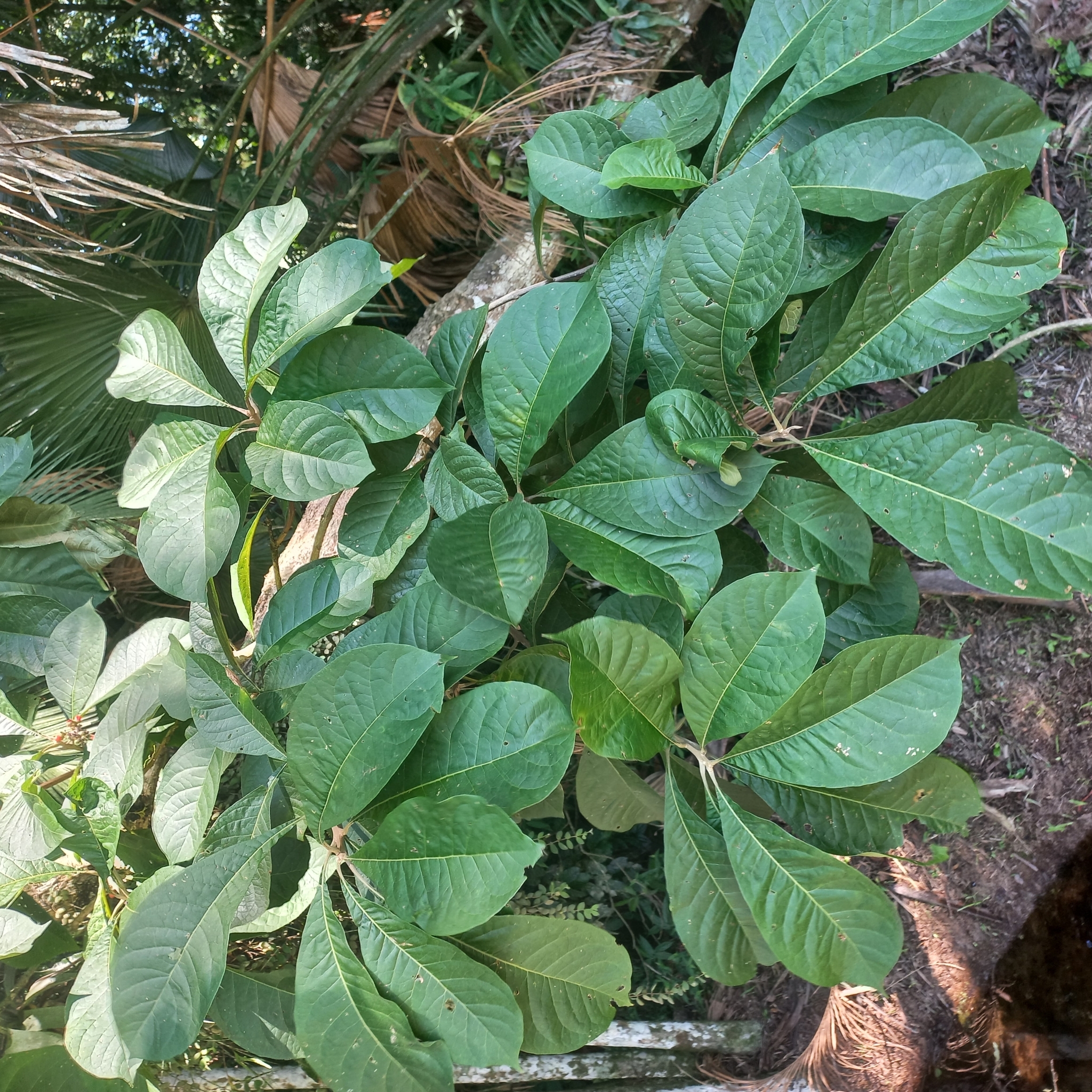 Entireleaf Spiritweed (Aegiphila integrifolia)