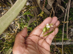 Epidendrum fimbriatum