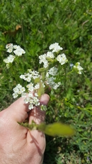 Bifora americana