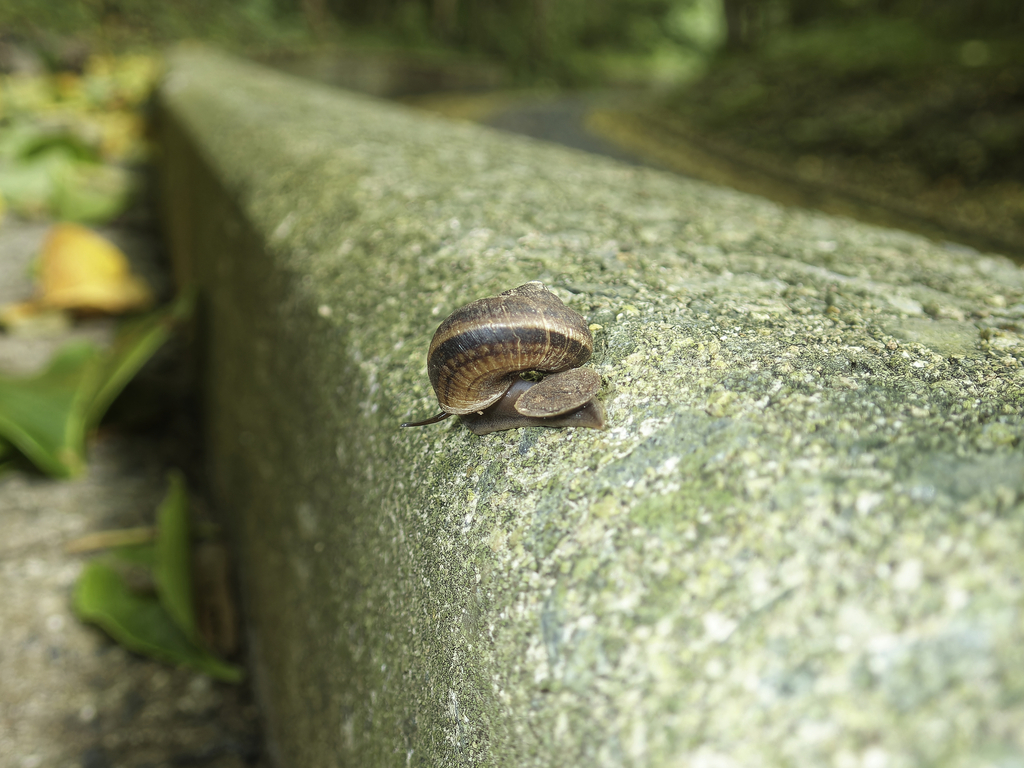 Cyclophorus kikaiensis