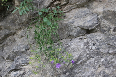 Campanula macrorhiza