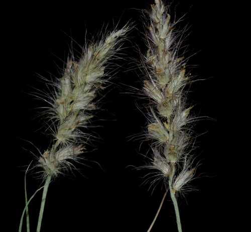 buffelgrass