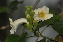 Amphilophium crucigerum