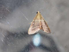 Stemmatophora flavicaput