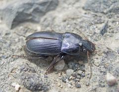 Harpalus dimidiatus