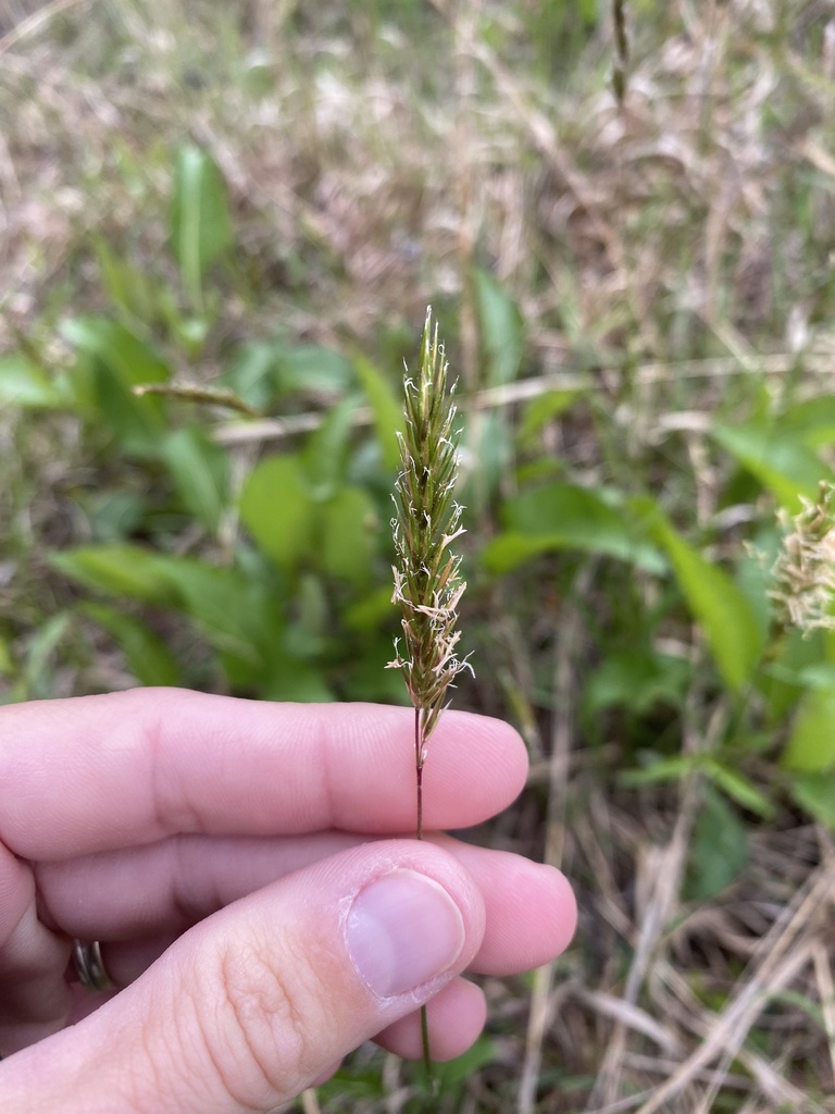 Sweet vernal grass from dragon run state forest king and queen court