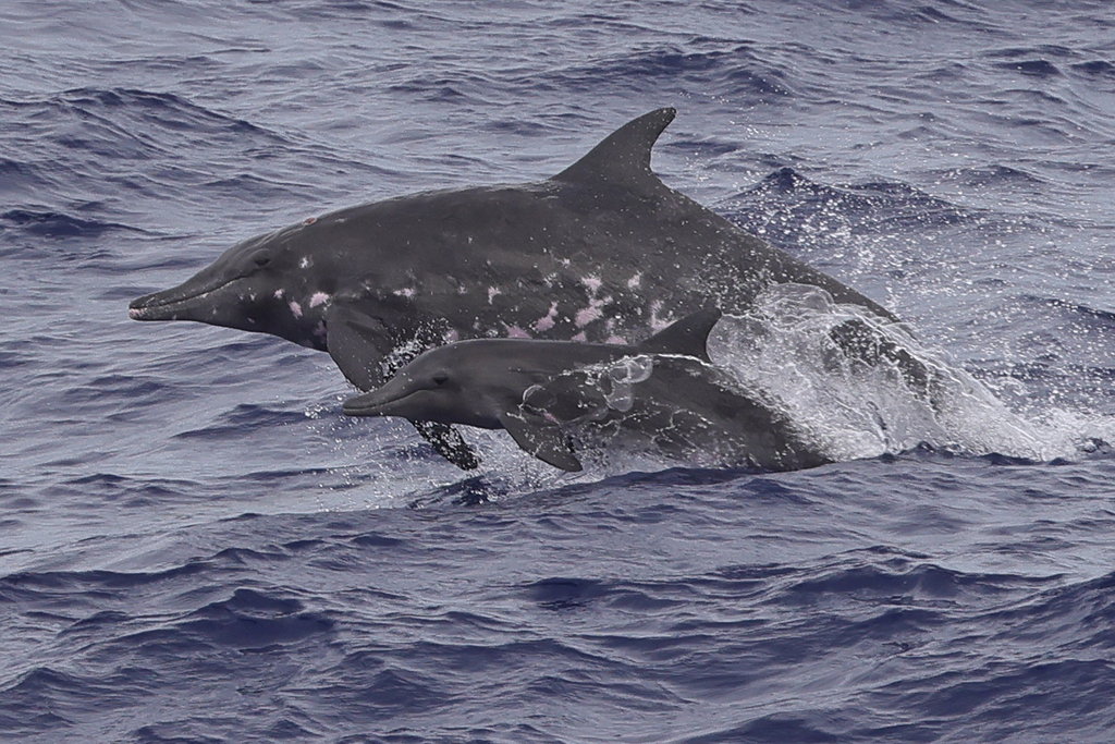 Photo of Rough-Toothed Dolphin (Steno bredanensis)
