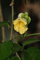 Amphilophium crucigerum